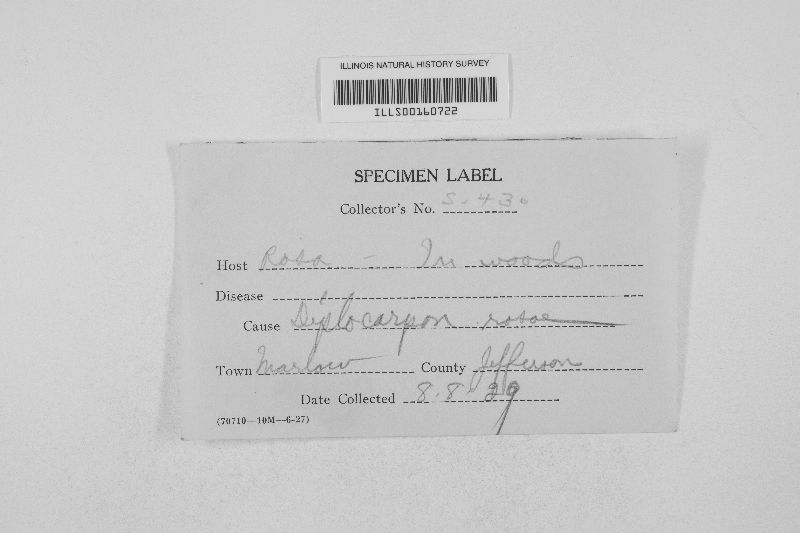 Diplocarpon rosae image