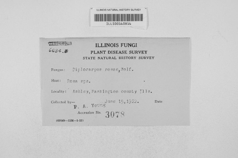 Diplocarpon rosae image