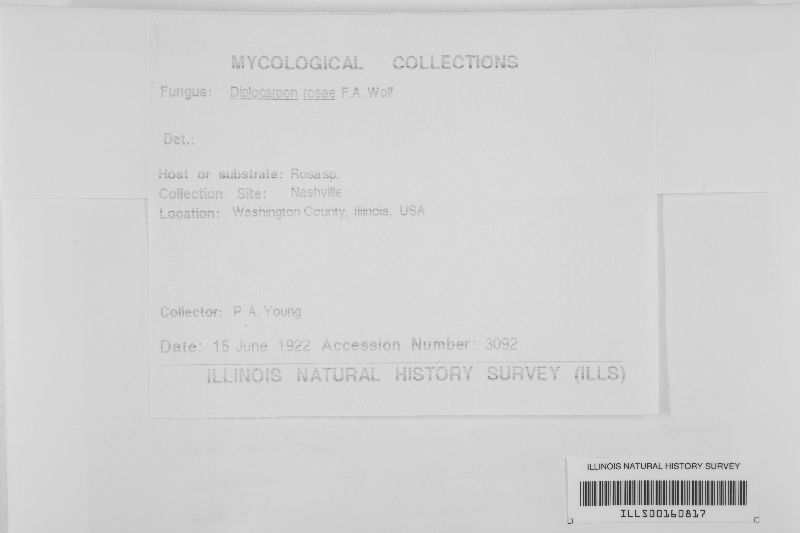 Diplocarpon image