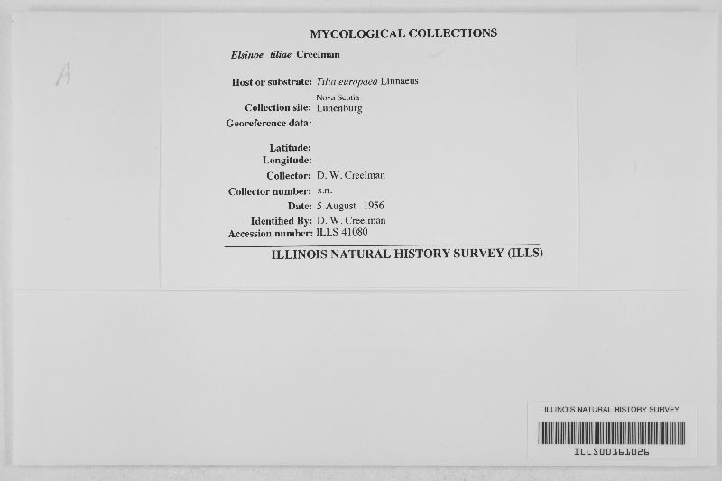 Elsinoë tiliae image