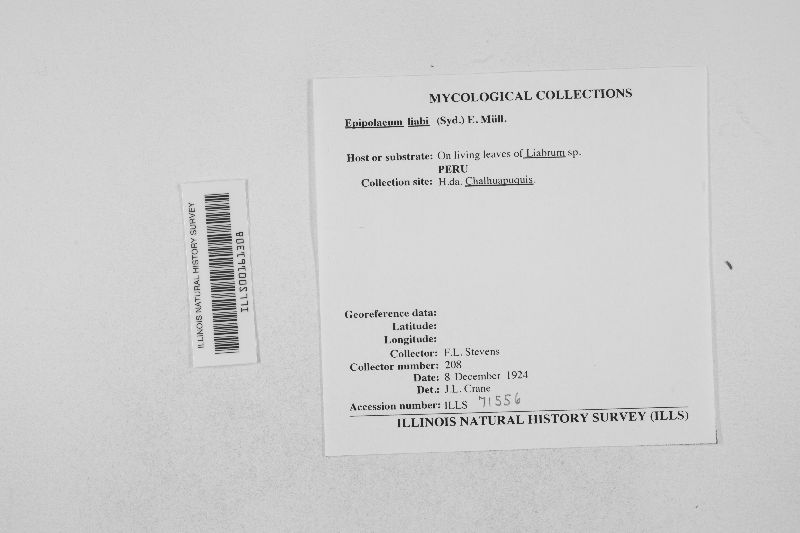 Epipolaeum liabi image