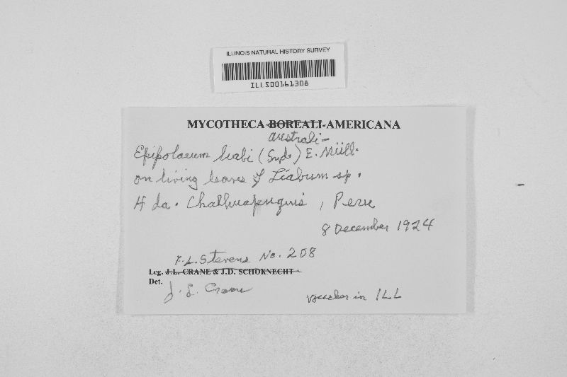 Epipolaeum liabi image