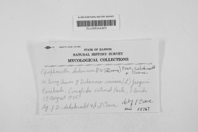 Episphaerella dodonaeae image