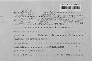 Blumeria graminis image