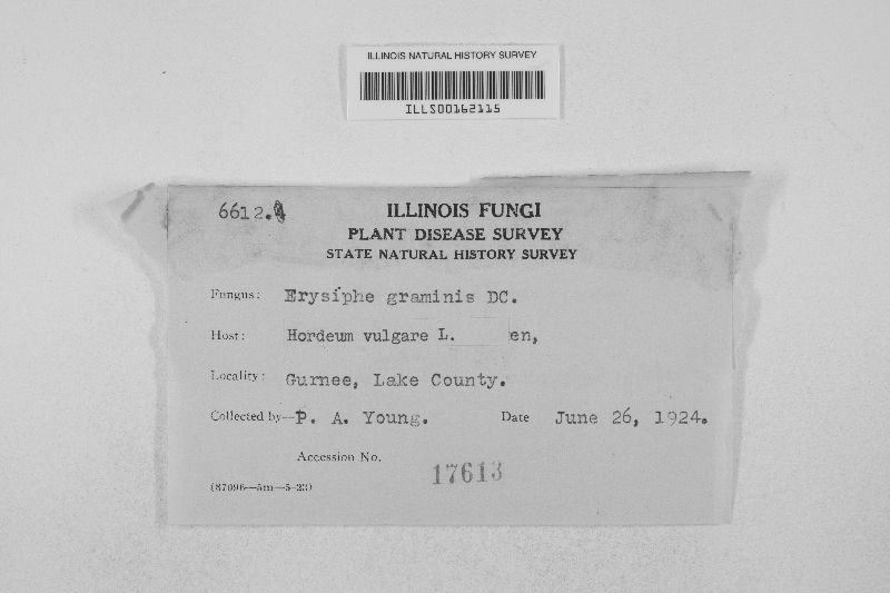 Blumeria graminis image