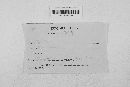 Blumeria graminis image