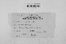Blumeria graminis image