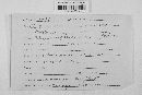 Blumeria graminis image
