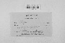 Blumeria graminis image
