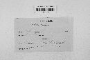 Blumeria graminis image