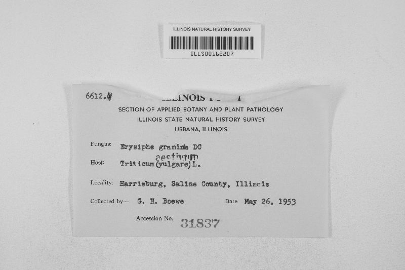 Blumeria graminis image