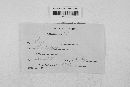 Blumeria graminis image