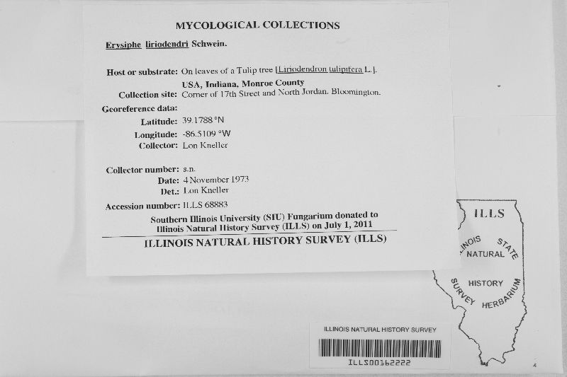 Erysiphe liriodendri image