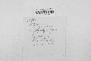 Erysiphe polygoni image