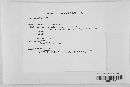 Erysiphe polygoni image