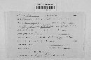 Erysiphe polygoni image