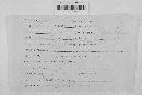Erysiphe polygoni image