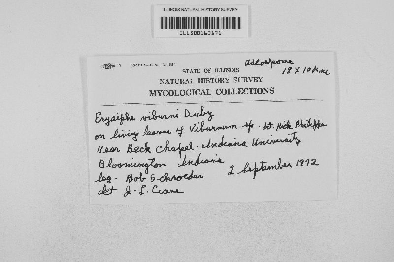 Erysiphe viburni image
