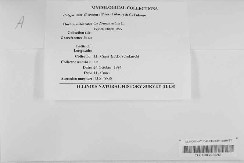 Eutypa lata image