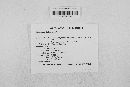 Geoglossum fallax image