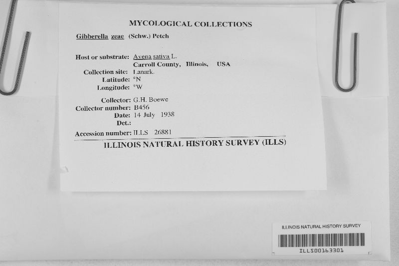 Gibberella zeae image