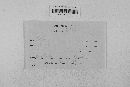 Gibberella zeae image