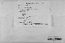 Gibberella zeae image