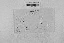 Gibberella zeae image
