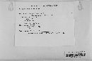 Gibberella zeae image