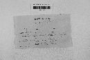 Gibberella zeae image