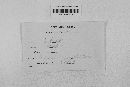 Gibberella zeae image