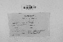 Gibberella zeae image