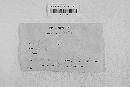 Gibberella zeae image