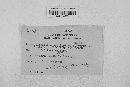 Gibberella zeae image
