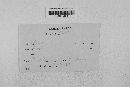 Gibberella zeae image