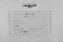 Gibberella zeae image