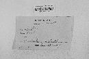 Gibberella zeae image