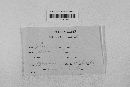 Gibberella zeae image