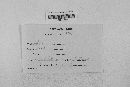Gibberella zeae image