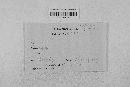 Gibberella zeae image