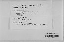 Gibberella zeae image