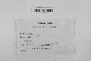 Gibberella zeae image