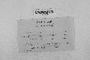 Gibberella zeae image