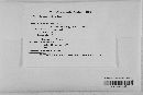 Gibberella zeae image
