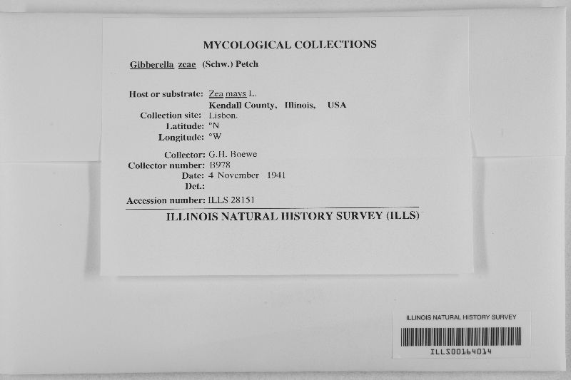 Gibberella zeae image