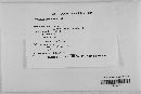 Gibberella zeae image