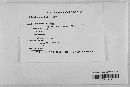 Gibberella zeae image