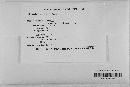 Gibberella zeae image