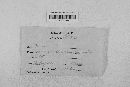 Gibberella zeae image