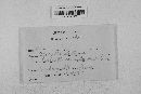 Gibberella zeae image